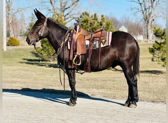 Mulo, Caballo castrado, 12 años, Negro