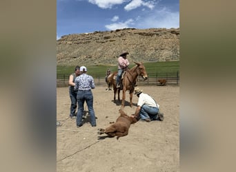 Mulo, Caballo castrado, 12 años, Palomino