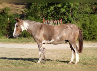 Mulo, Caballo castrado, 12 años, Pío