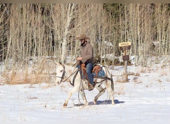 Mulo, Caballo castrado, 12 años, Tobiano-todas las-capas