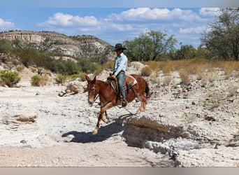 Mulo, Caballo castrado, 13 años, 142 cm, Alazán-tostado