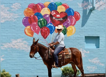 Mulo, Caballo castrado, 13 años, 142 cm, Castaño rojizo