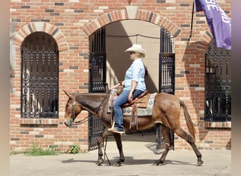 Mulo, Caballo castrado, 13 años, 142 cm, Castaño rojizo