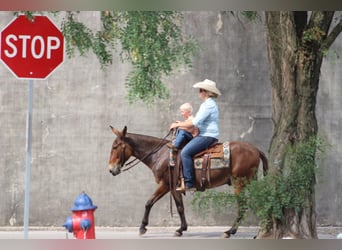 Mulo, Caballo castrado, 13 años, 142 cm, Castaño rojizo