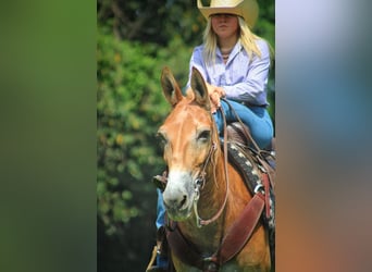 Mulo, Caballo castrado, 13 años, 145 cm, Alazán rojizo