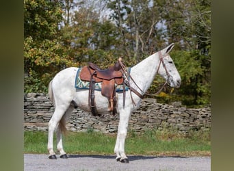 Mulo, Caballo castrado, 13 años, 145 cm, Tordo