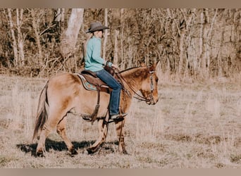 Mulo, Caballo castrado, 13 años, 150 cm, Bayo