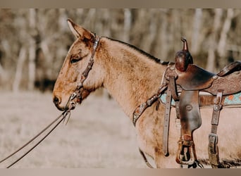 Mulo, Caballo castrado, 13 años, 150 cm, Bayo