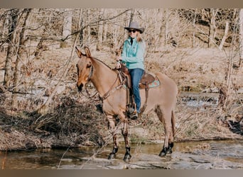 Mulo, Caballo castrado, 13 años, 150 cm, Bayo