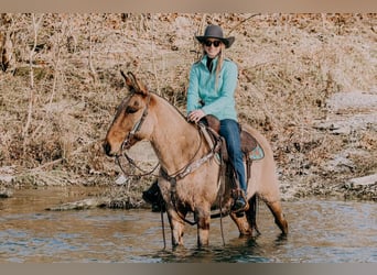 Mulo, Caballo castrado, 13 años, 150 cm, Bayo