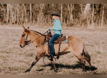 Mulo, Caballo castrado, 13 años, 150 cm, Bayo