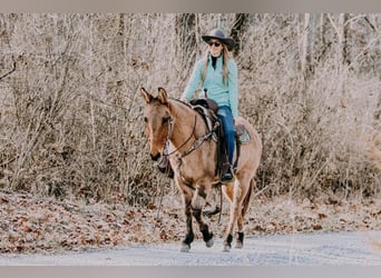 Mulo, Caballo castrado, 13 años, 150 cm, Bayo