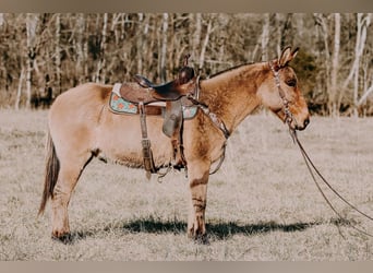 Mulo, Caballo castrado, 13 años, 150 cm, Bayo