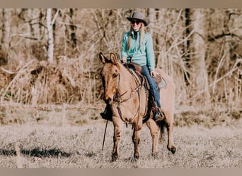 Mulo, Caballo castrado, 13 años, 150 cm, Bayo