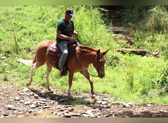 Mulo, Caballo castrado, 13 años, 152 cm, Alazán-tostado