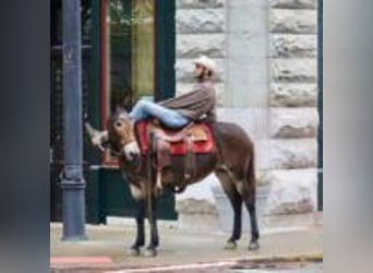 Mulo, Caballo castrado, 13 años, 155 cm, Negro