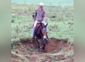 Mulo, Caballo castrado, 13 años, 155 cm, Negro