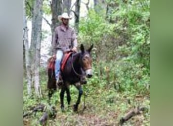 Mulo, Caballo castrado, 13 años, 155 cm, Negro