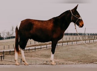 Mulo, Caballo castrado, 13 años, 155 cm, Tobiano-todas las-capas