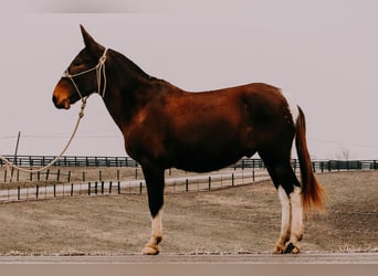 Mulo, Caballo castrado, 13 años, 155 cm, Tobiano-todas las-capas