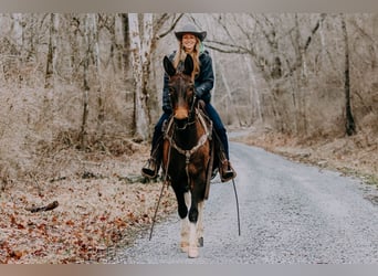 Mulo, Caballo castrado, 13 años, 155 cm, Tobiano-todas las-capas