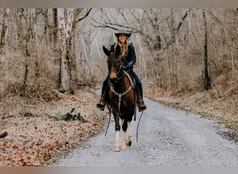 Mulo, Caballo castrado, 13 años, 155 cm, Tobiano-todas las-capas