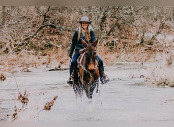 Mulo, Caballo castrado, 13 años, 155 cm, Tobiano-todas las-capas