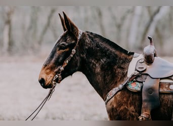 Mulo, Caballo castrado, 13 años, 155 cm, Tobiano-todas las-capas