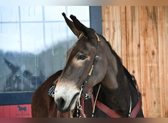 Mulo, Caballo castrado, 13 años, 160 cm, Negro