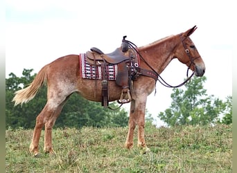 Mulo, Caballo castrado, 13 años, Alazán rojizo