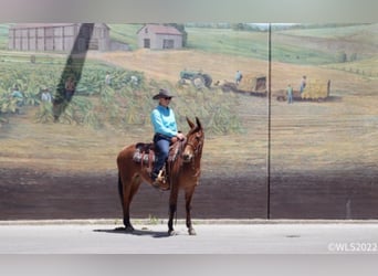 Mulo, Caballo castrado, 13 años, Bayo