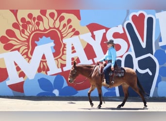 Mulo, Caballo castrado, 13 años, Bayo