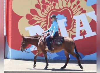 Mulo, Caballo castrado, 13 años, Bayo