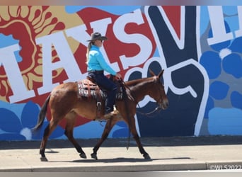 Mulo, Caballo castrado, 13 años, Bayo