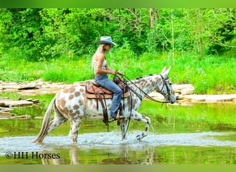 Mulo, Caballo castrado, 13 años