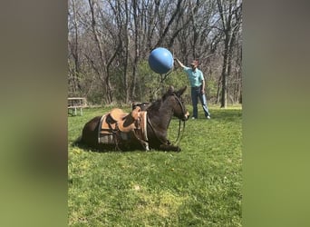 Mulo, Caballo castrado, 13 años, Castaño rojizo