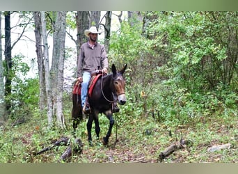 Mulo, Caballo castrado, 13 años, Negro