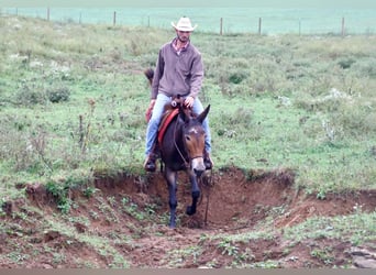 Mulo, Caballo castrado, 13 años, Negro