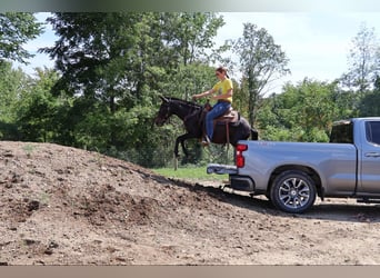 Mulo, Caballo castrado, 14 años, 135 cm, Negro