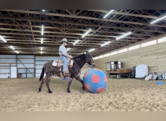 Mulo, Caballo castrado, 14 años, 142 cm, Castaño rojizo