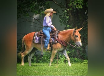 Mulo, Caballo castrado, 14 años, 145 cm, Alazán rojizo