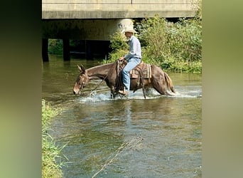 Mulo, Caballo castrado, 14 años, 145 cm