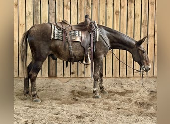 Mulo, Caballo castrado, 14 años, 145 cm