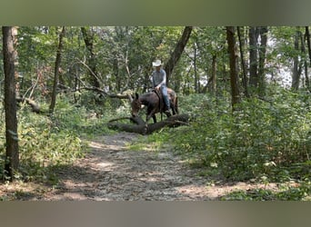 Mulo, Caballo castrado, 14 años, 145 cm