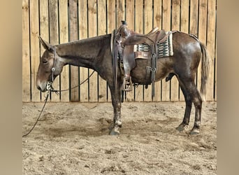 Mulo, Caballo castrado, 14 años, 145 cm