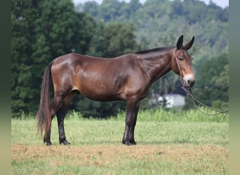 Mulo, Caballo castrado, 14 años, 147 cm, Castaño rojizo