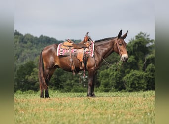 Mulo, Caballo castrado, 14 años, 147 cm, Castaño rojizo