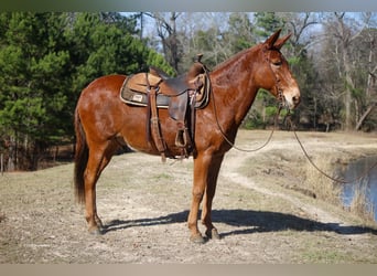 Mulo, Caballo castrado, 14 años, 155 cm, Alazán rojizo