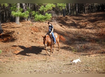 Mulo, Caballo castrado, 14 años, 155 cm, Alazán rojizo