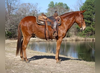 Mulo, Caballo castrado, 14 años, 155 cm, Alazán rojizo